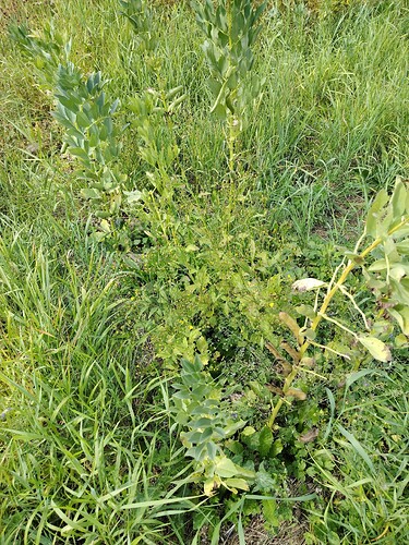 IMG_20250821_134355_HDR