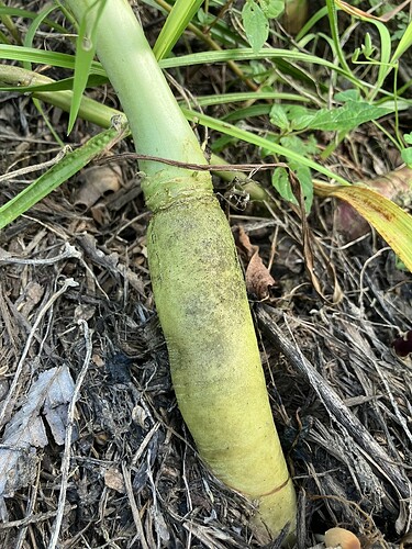 Daikon radish