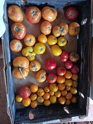 Assorted Tomatoes