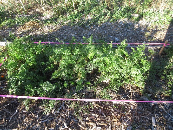 EFN purple bed planted spring 2025