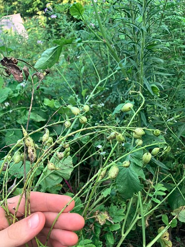 Zlata seed pods (spongy and bulbous)