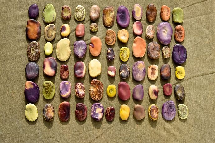 Joseph_Simcox_fava_beans