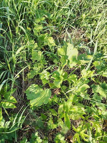 IMG_20250718_090146_HDR