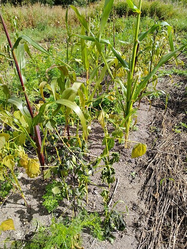 IMG_20250821_132541_HDR