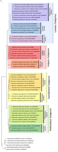 Phaseolus Phylogenic Tree split into Color Coded Sections and Subgenera Fabaceae