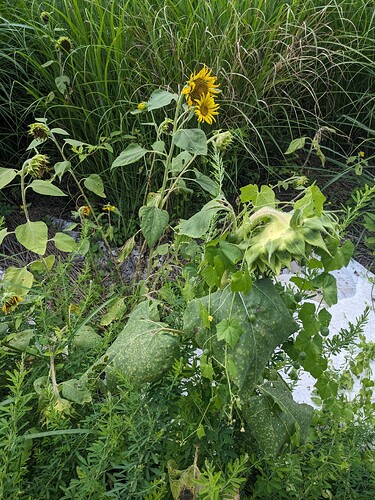 PXL_20250814_220320191.RAW-01.COVER