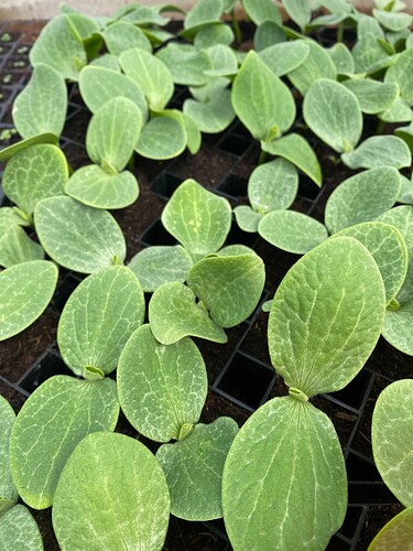 squash seedlings