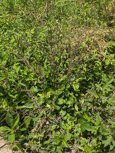 PXL_20250715_163242002.RAW-01.COVER