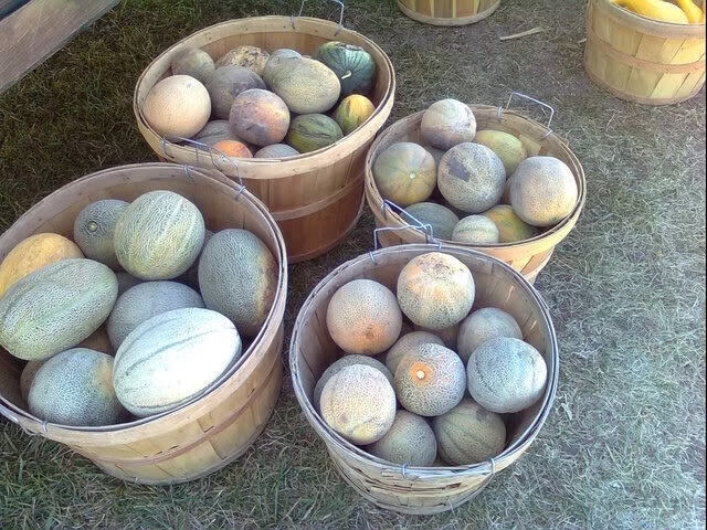 melons for farmers