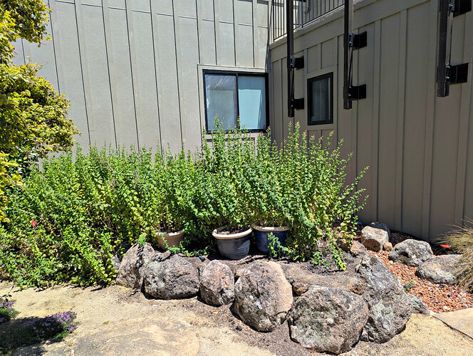A future herb garden