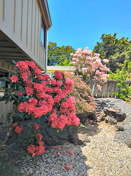 Despite the optica illusion, the shrubs on this picture are out of Zone 0