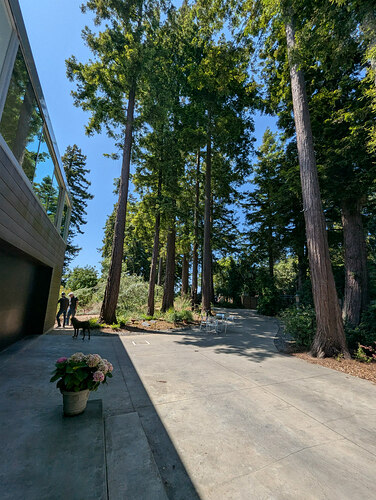 Continous Tree Canopy method across the redwood grove