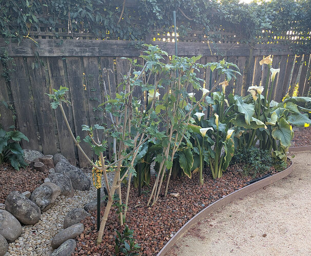 Installed rock mulch