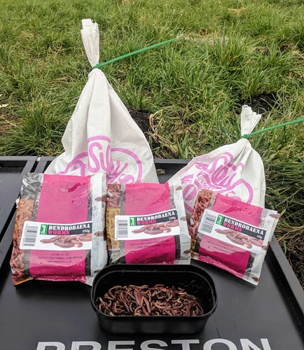 worms-for-carp-fishing