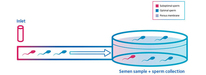 Zymot-IllustrationUpdate-R1_sperm-WEB-1024x375