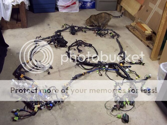 http://i160.photobucket.com/albums/t167/llorentz/NYSpeed/cougarspeed/Harness/Before008.jpg