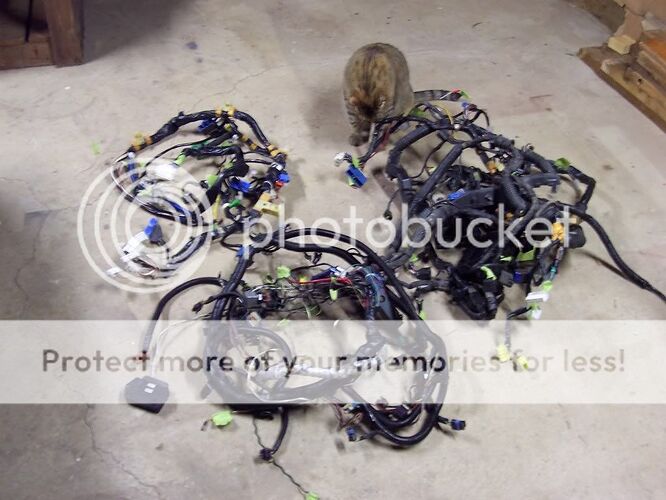 http://i160.photobucket.com/albums/t167/llorentz/NYSpeed/cougarspeed/Harness/Before005.jpg