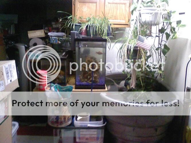 http://i846.photobucket.com/albums/ab30/FoxyHonda/fish.jpg