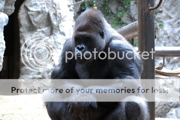 http://i224.photobucket.com/albums/dd75/jsears77/b672c966.jpg