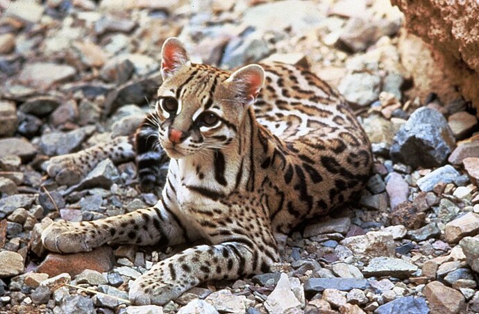 http://upload.wikimedia.org/wikipedia/commons/thumb/2/28/Ocelot.jpg/800px-Ocelot.jpg