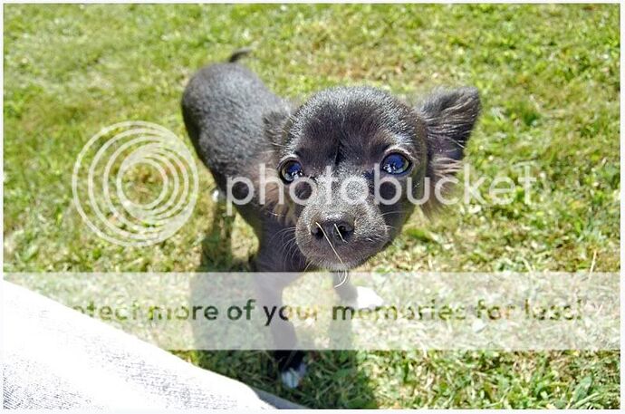 http://i2.photobucket.com/albums/y20/1flossedm3/dog/DSC_5103.jpg
