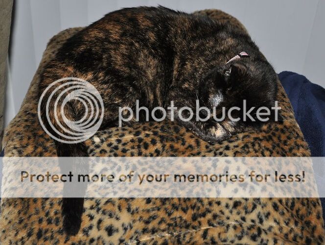 http://i10.photobucket.com/albums/a130/ryanmcell/Camo.jpg