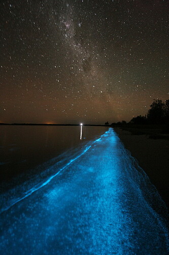 http://philhart.com/files/BioLuminescence_Thu_323.jpg