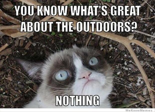 http://www.dumpaday.com/wp-content/uploads/2012/11/grumpy-cat-10.jpg