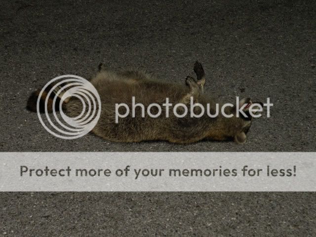 http://i37.photobucket.com/albums/e96/boarding087/racoon%20hit%20my%20car/20090918-DSCN4150.jpg