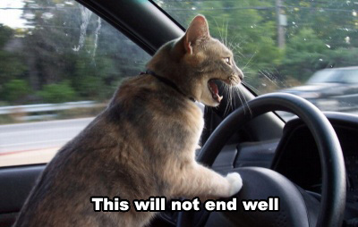 http://theducks.org/pictures/this-will-not-end-well-cat.jpg