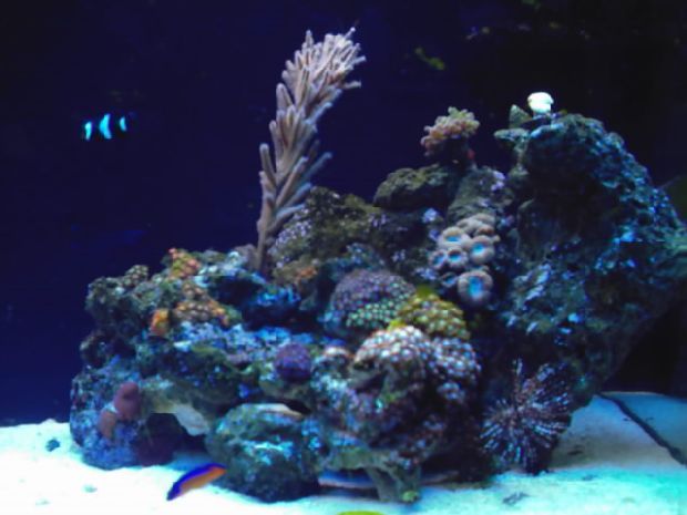http://reefcentral.com/gallery/data/500/66726PHOT0011.JPG