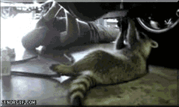 http://media.giphy.com/media/vjhKiV6u3f9kc/giphy.gif