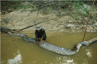 http://www.extremescience.com/images/dead-anaconda.jpg