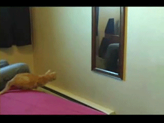 http://i.imgur.com/EcGYq.gif