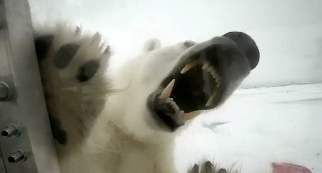 http://img.izismile.com/img/img6/20130122/640/the_calm_before_the_storm_polar_bear_attacks_640_06.jpg