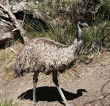 http://upload.wikimedia.org/wikipedia/commons/thumb/8/86/Emu_walking.JPG/220px-Emu_walking.JPG