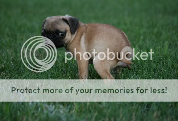http://i17.photobucket.com/albums/b76/BikerFry/pug_shitting.jpg