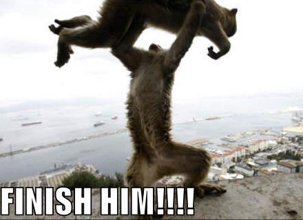 http://agencybs.files.wordpress.com/2009/05/lolcats-finish-him.jpg