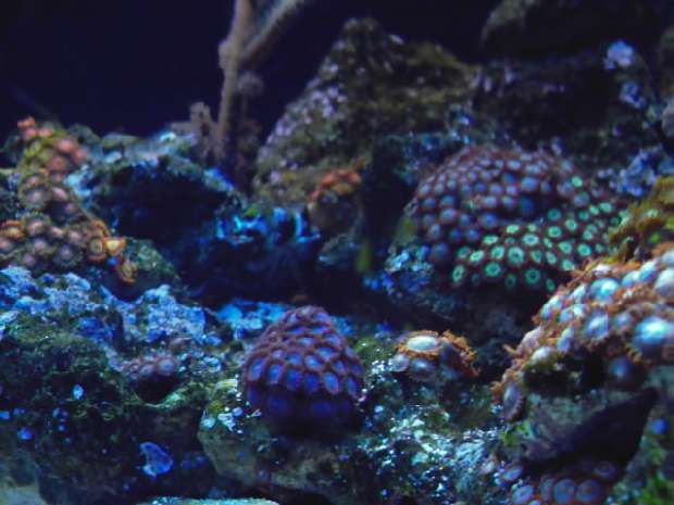 http://reefcentral.com/gallery/data/500/66726PHOT0025.JPG