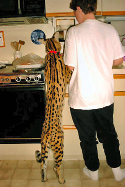 http://animal-world.com/Cats/AfricanServal/sallym_med_med.jpg