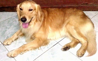 http://www.dogbreedinfo.com/images22/GondenRetrieverPongoDog.jpg