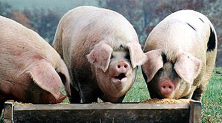 http://gettingoffthebench.files.wordpress.com/2012/01/pigs-at-the-trough.jpg