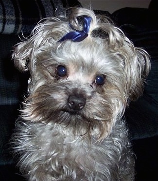 http://www.dogbreedinfo.com/images17/YorkiePoo2HalfYearsJAXON5Pounds.JPG