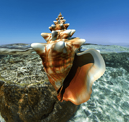 QueenConch2