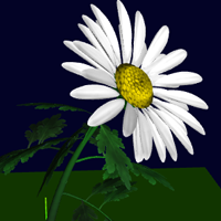 daisy