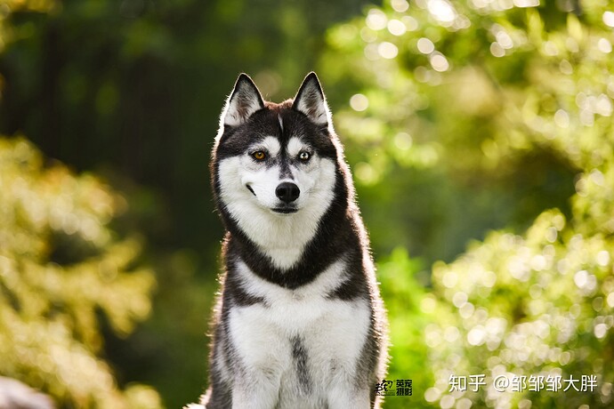 v2-5c4233e56c2b29feca56d740bf505c56