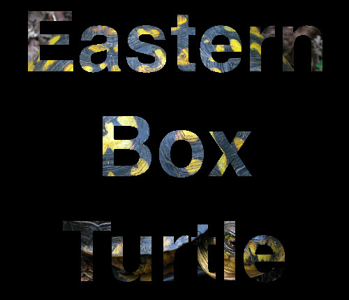 eastern_box_turtle