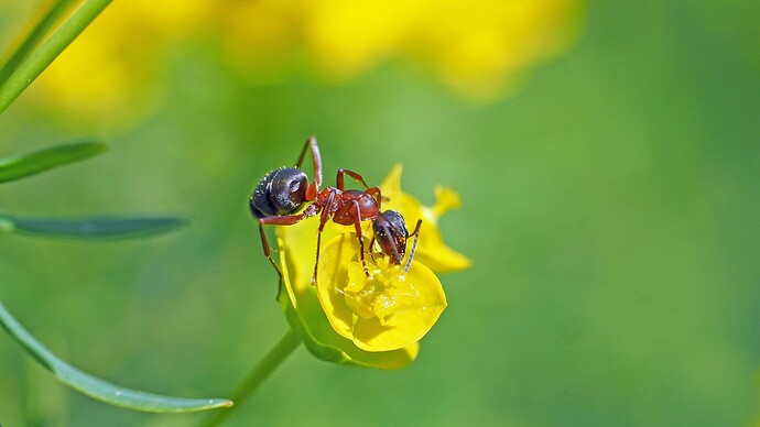ant-1379531_1280