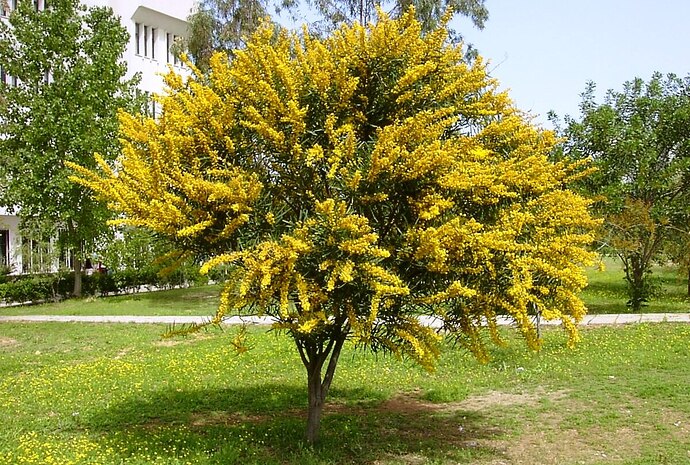 dradadradara