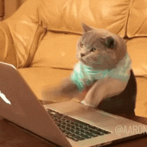 giphy (1)